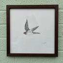 Image 1 of £50 originals - Swallow , ink & watercolour