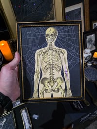 Image 1 of ANTIQUE ANATOMICAL COLLECTION - Preserved web  - 1