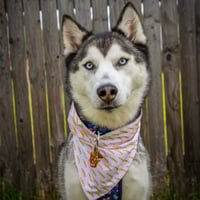 Image 4 of Bark To School - Bandana and/or Bow Tie