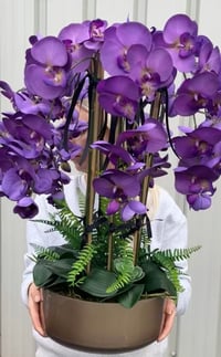 Purple orchid