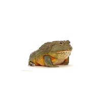 African Pixie Bullfrog