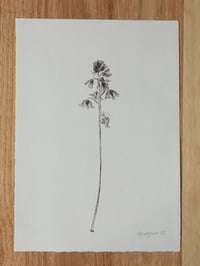 Image 2 of Bluebell - A4 - Original Botanical Monoprint 