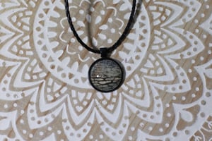 Image of Veiled Chameleon Collection 2