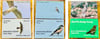 August 2022 Birding Pin Releases 