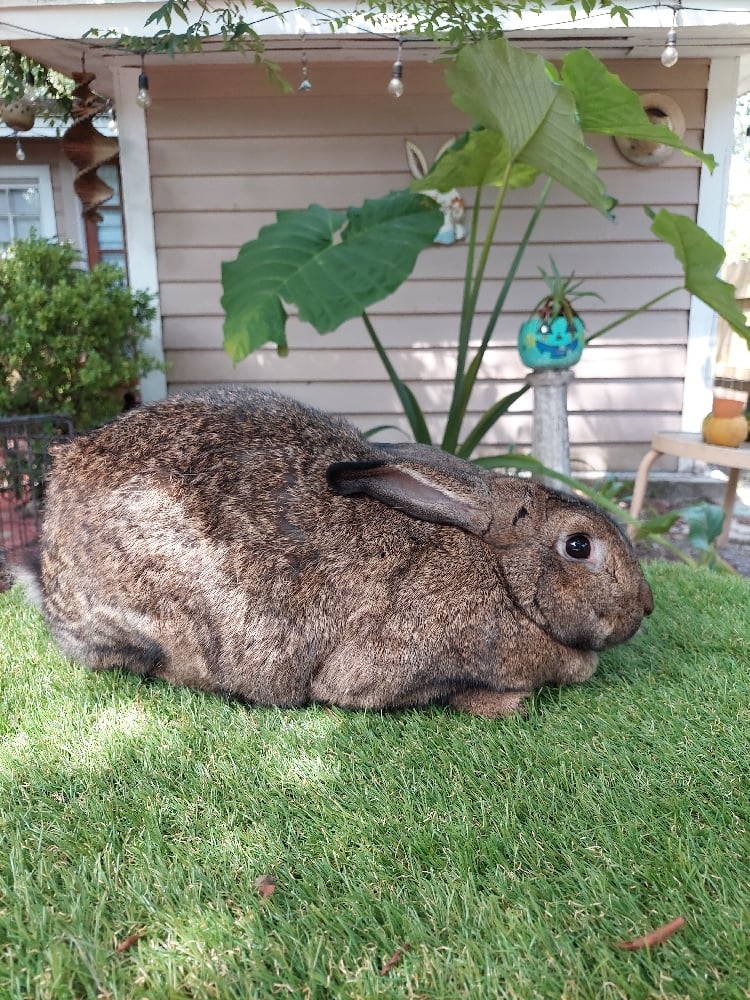 Image of Flemish Giant 2 (Fixed)