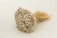 Image 7 of Stardust / Daisy Pod 