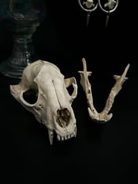 Image 3 of Raccoon Skull