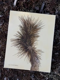 Image 1 of Joshua Tree Study 03