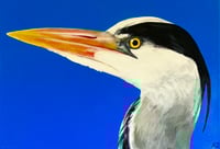 Heron
