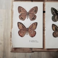 Image 4 of Planches De Papillons (Lot De 3)