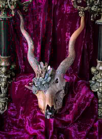 Image 2 of Copper Quartz & Gray Rainbow Quartz - Blackbuck Skull