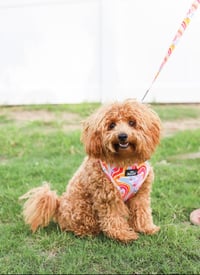 Image 1 of Retro Stripes Collection - Adjustable Pet Harness