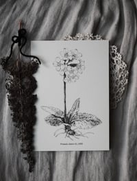 Image 3 of botanical illustration bundle ⚘ - archival prints