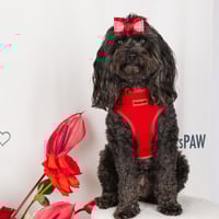 Image 1 of LOVE LUX HARNESS - ROUGE