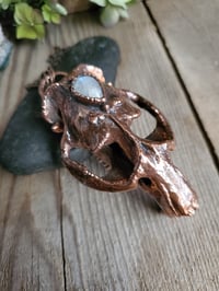 Image 3 of Muskrat Skull with Moonstone