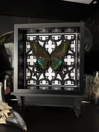 Image 2 of Papilio maackii