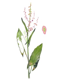 Image 4 of Garšaugi un pļavas augi