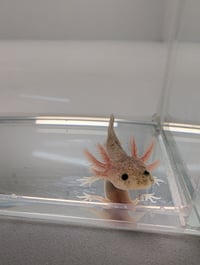 Image 1 of Leucistic Juvenile Axolotl