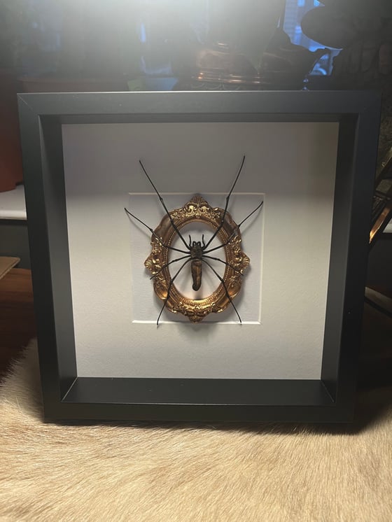 Image of Ornate Giant Orb Spider Nephila Maculata