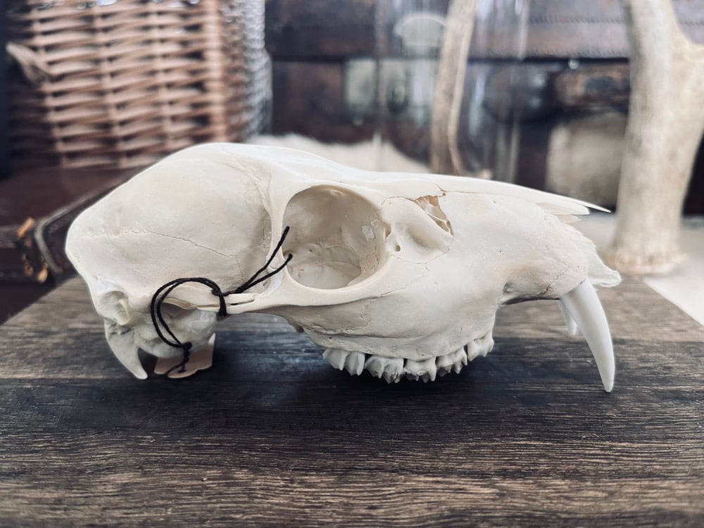 Image of Chinese Water Deer Skull Medium