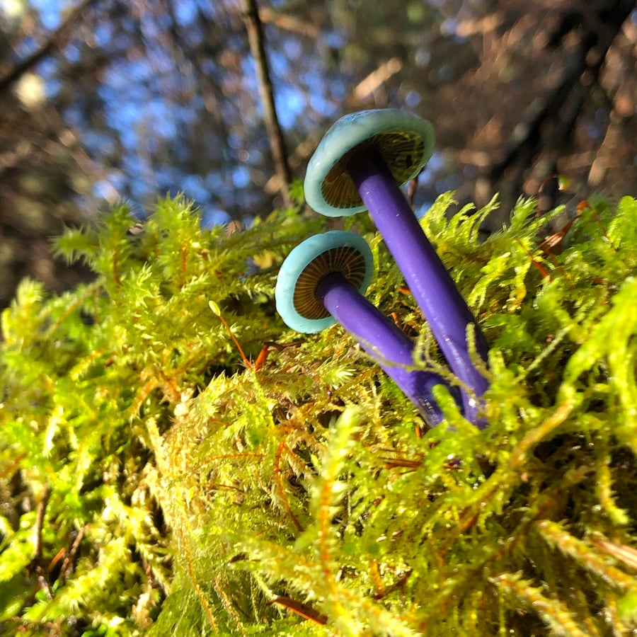 Image of Purple Blue Double Mushroom Plant Spike