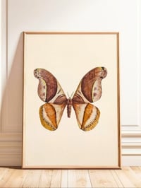 Image 1 of Rhescyntis pseudomartii moth Beige background PRINT