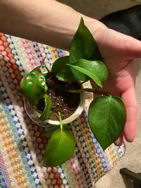 Image 3 of Golden Pothos in Nostalgic Campbells Soup Mug