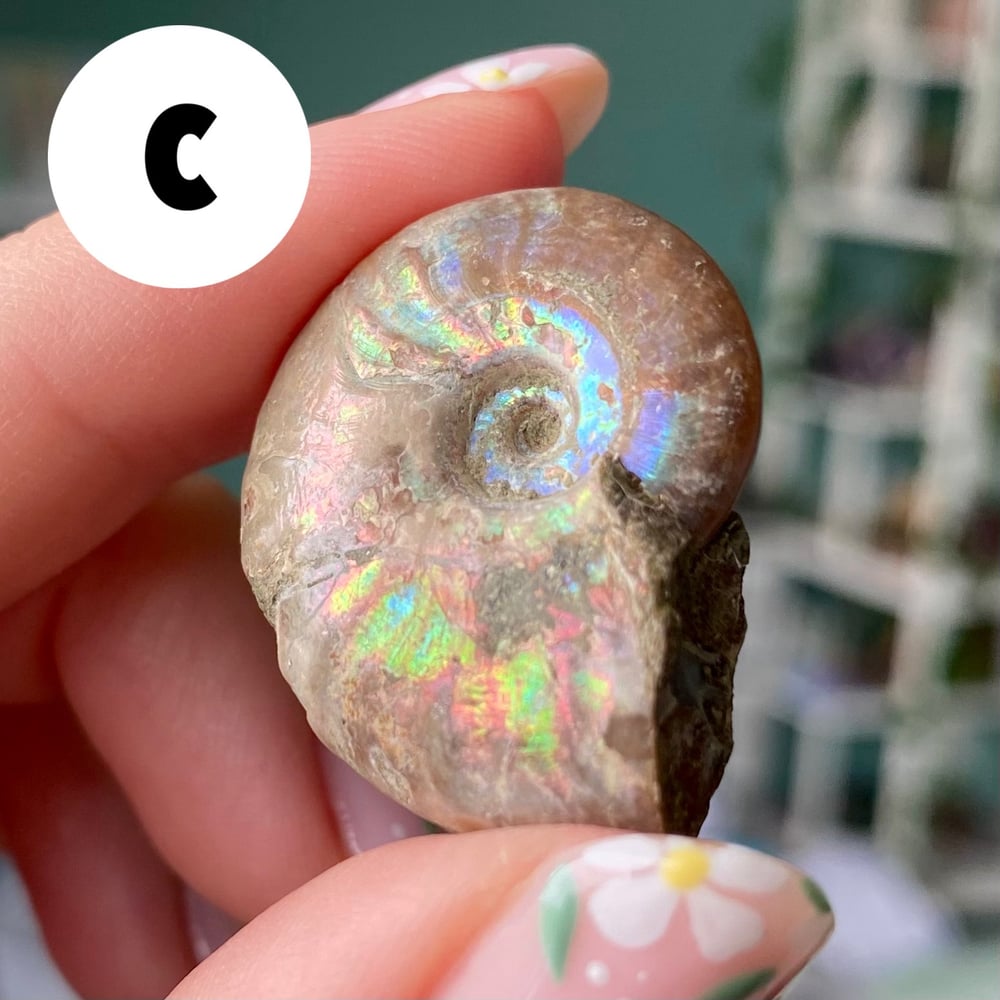 Image of Ammonite Shell