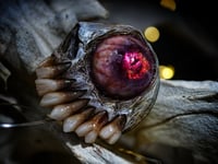 Image 10 of Undead Gaze Phone grip, Pop socket