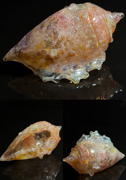 Image of Large Shell 1