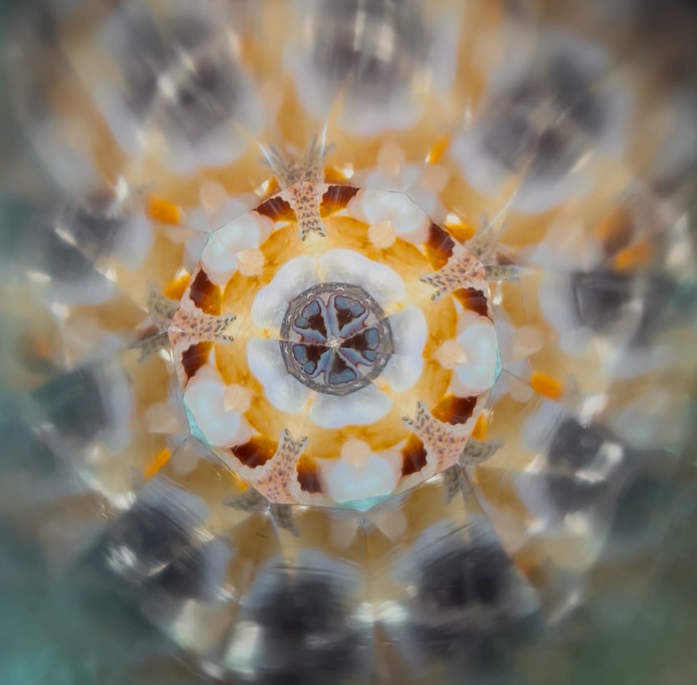 Image of Shell Beach Odyssey AuraScope