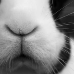 Image of Black and White Close Up of Bunny Photograph