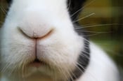 Image of Color Photographic Print of Bunny Close Up