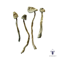 Image 2 of RUSTY MELMAC MAGIC MUSHROOMS