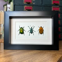 Image 2 of beetle trio #1
