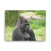 Silverback Gorilla Head Shot Canvas 18" x 24"