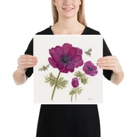 Image 4 of Bordeaux Anemone Bloom - Poster Print