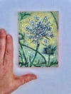 Wild Carrot 