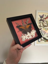 Image 1 of Orion Cecropian Frame with Flowers