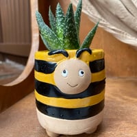 Image 1 of Lace Aloe in Cute Bumble Bee