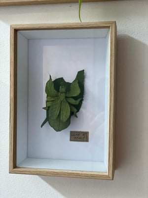 Image of Green leaf insect Frame. Faux taxidermy 