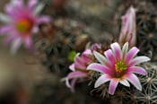 Image of Cacti Bloom