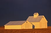 Image of White Barns