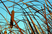 Image of Reeds 1