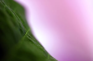 Image of Pink & Green