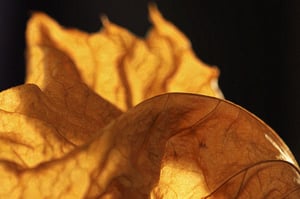 Image of Leaves-a-Fire