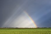 Image of Rainbow Rays