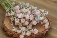 Image 1 of Globe Amaranth Bunch - Pink