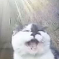 Image 3 of Hiss of Love (w/ Gold Crown, 5x7)