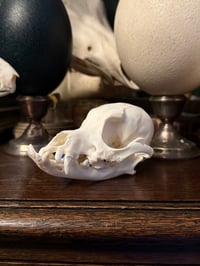 Image 1 of Pathological Dog Skull 1